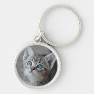Chaveiro Gatinho bonito no jardim