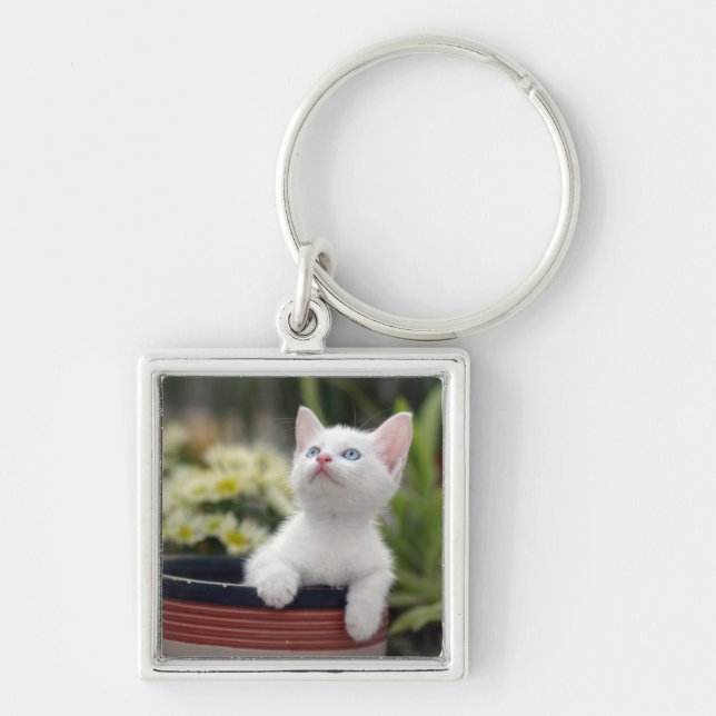 Chaveiro Gatinho branco turco (Frente)