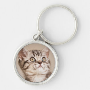 Chaveiro Gatinho britânico cinzento bonito do cabelo curto