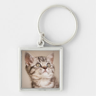Chaveiro Gatinho britânico cinzento bonito do cabelo curto