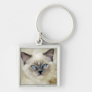 Chaveiro Gatinho Ragdoll