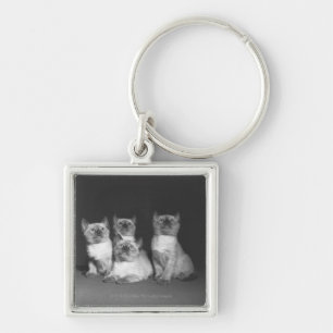 Chaveiro Gatinhos Siamese que olham acima B&W