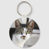 Gato