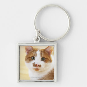 Chaveiro gato alaranjado e branco que olha a câmera
