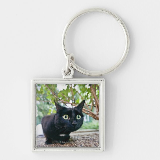 Chaveiro gato alertado que esconde sob o arbusto (Frente)