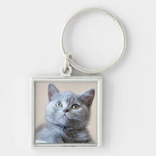 Chaveiro Gato britânico cinzento de Shorthair