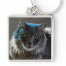 Gato Cinza de Cabelo Comprido Majestoso Willy Boy