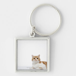 Chaveiro Gato da dobra do Scottish