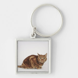 Chaveiro Gato de gato malhado alaranjado