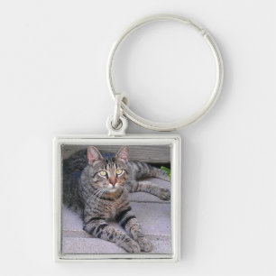 Chaveiro Gato de gato malhado de Brown fora