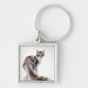 Chaveiro Gato de racum de Maine