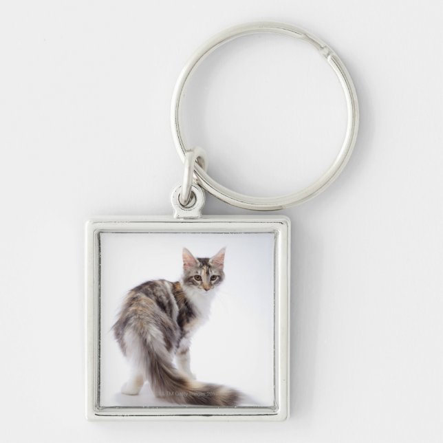 Chaveiro Gato de racum de Maine (Frente)