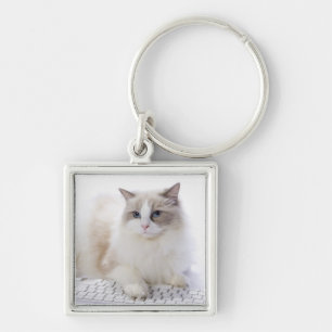 Chaveiro Gato de Ragdoll no teclado