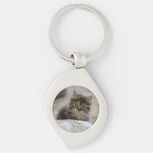 Chaveiro Gato, Gato Doméstico, Animal
