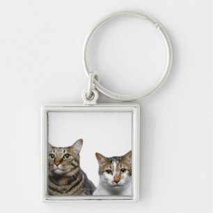 Chaveiro Gato japonês e gato Manx no fundo branco
