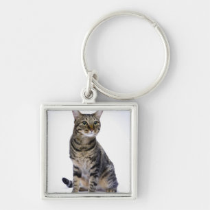 Chaveiro Gato japonês no fundo branco