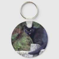 Gato Negro