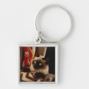 Chaveiro Gato que espreita através da edredão