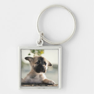 Chaveiro German shepherd Puppy Sobre A Borda