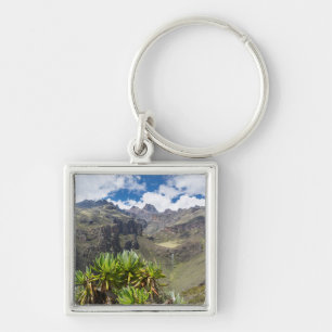 Chaveiro Giant Groundsel ou Dendrosenecio