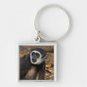 Chaveiro Gibbon Branco-Entregue (Lar) do Hylobates,