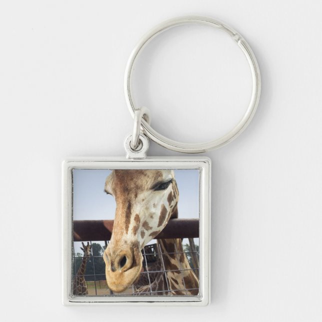 Chaveiro Girafa (Frente)