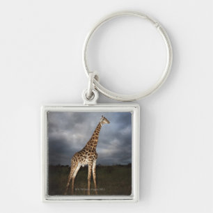 Chaveiro Girafa (camelopardalis do Giraffa) em dramático
