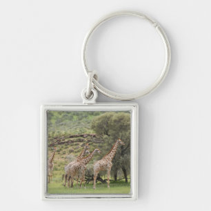 Chaveiro Girafa, camelopardalis do Giraffa, Kgalagadi 3