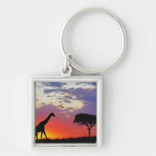 Chaveiro Girafa mostrado em silhueta no nascer do sol,
