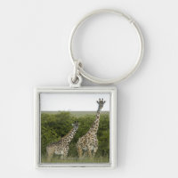 Girafas em Kenya, África 2