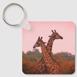 Chaveiro Girafas em pé em mopani com céu rosa