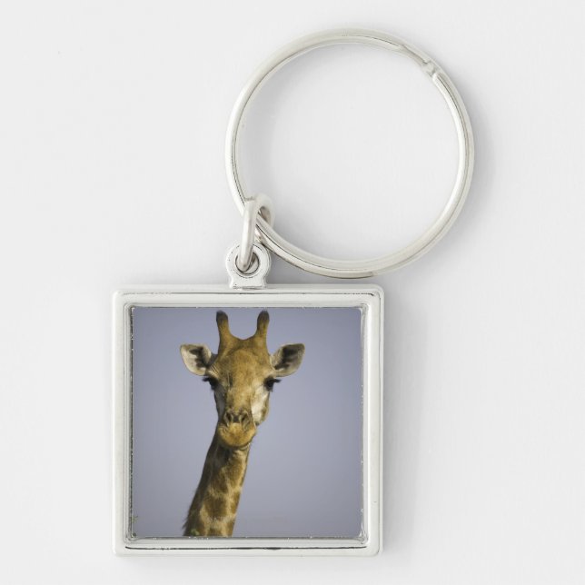 Chaveiro Giraffa Camelopardalis (Frente)