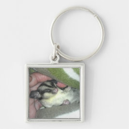 Chaveiro Glider de açúcar dormindo no cobertor