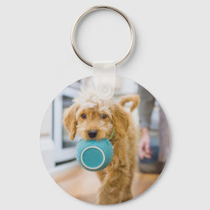 Chaveiro Goldendoodle Carregando Jantar Bowl