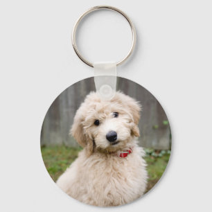 Chaveiro Goldendoodle Puppy Senta-Se Em Grama