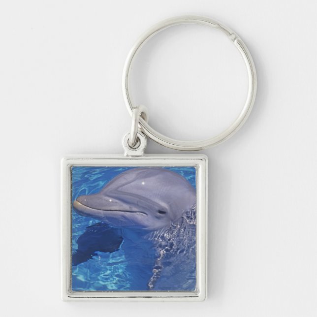 Chaveiro Golfinho Nariz-de-Garrafa, Tursiops Truncatus (Frente)