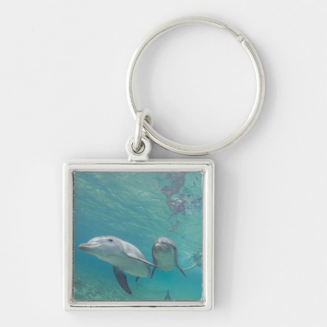 Chaveiro Golfinho-nariz-de-garrafa Tursiops truncatus (Frente)