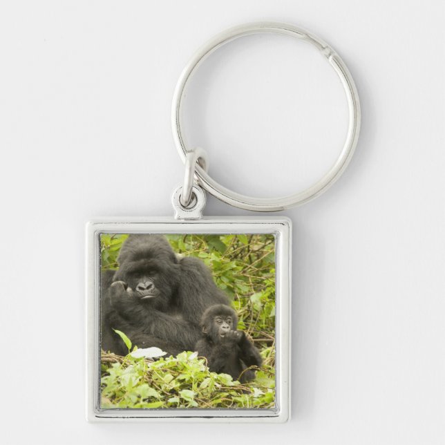 Chaveiro Gorila-da-montanha, Gorilla beringei (anteriorment (Frente)
