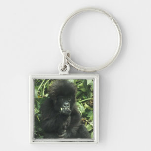 Chaveiro Gorila da Montanha, (Gorilla gorilla beringei),