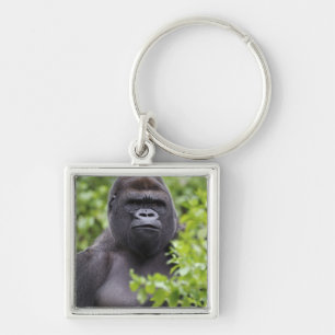 Chaveiro Gorila-de-costas-silverback, Gorilla gorilla,