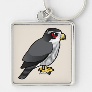 Chaveiro Goshawk do norte