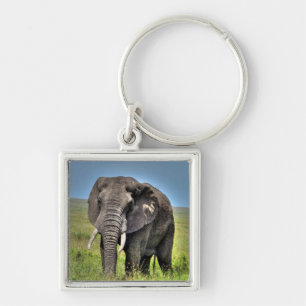 Chaveiro Gramas do elefante africano & do savana