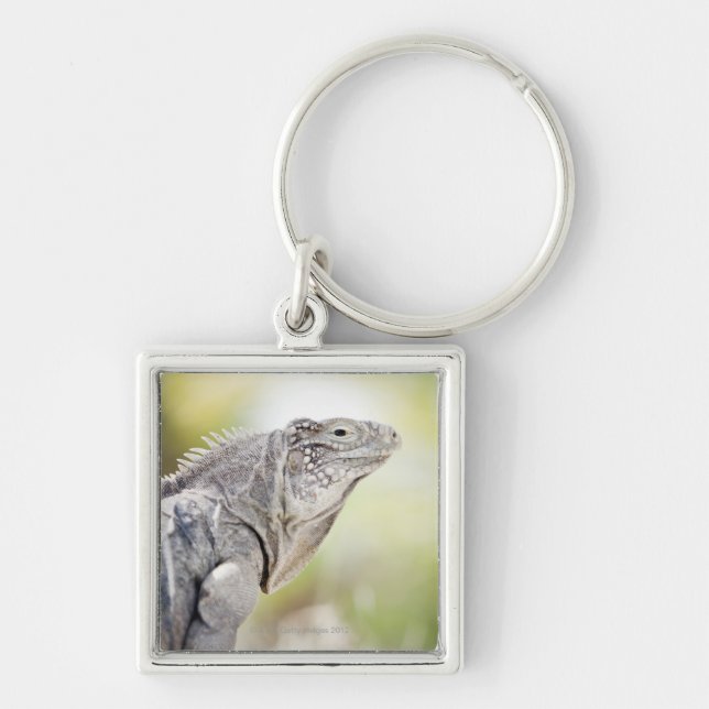 Chaveiro Grande iguana verde que basking no sol no (Frente)