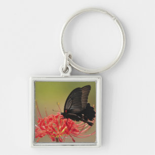 Chaveiro Grande Mormon (memnon de Papilio) na flor, Chiba