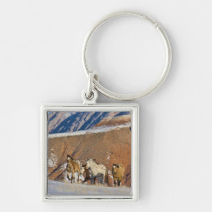 Chaveiro Grandes Montanhas Horn, Cavalos correndo