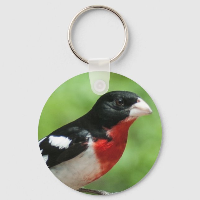 Chaveiro Grosbeak de peito rosa (Frente)