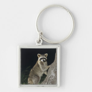 Chaveiro Guaxinim do norte, lotor do Procyon, adulto na