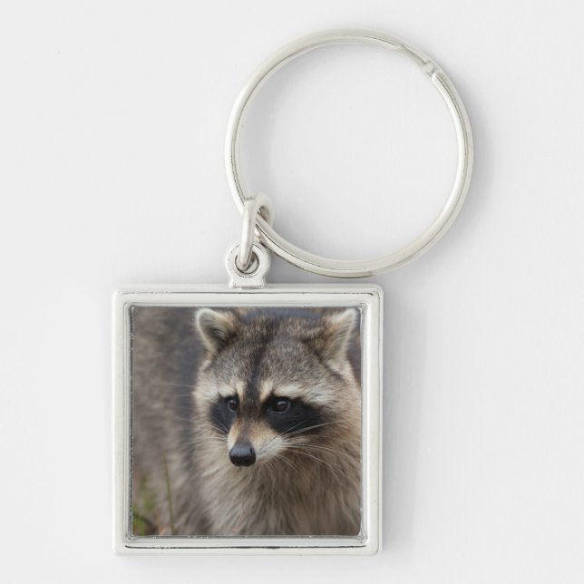 Chaveiro Guaxinim, Procyon lotor, Flórida (Frente)