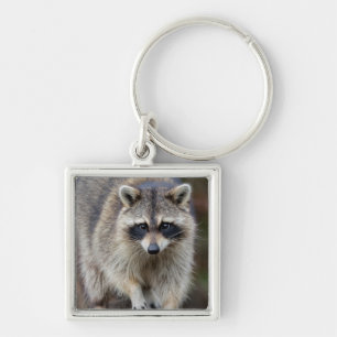 Chaveiro Guaxinim, Procyon lotor, Flórida, EUA 2