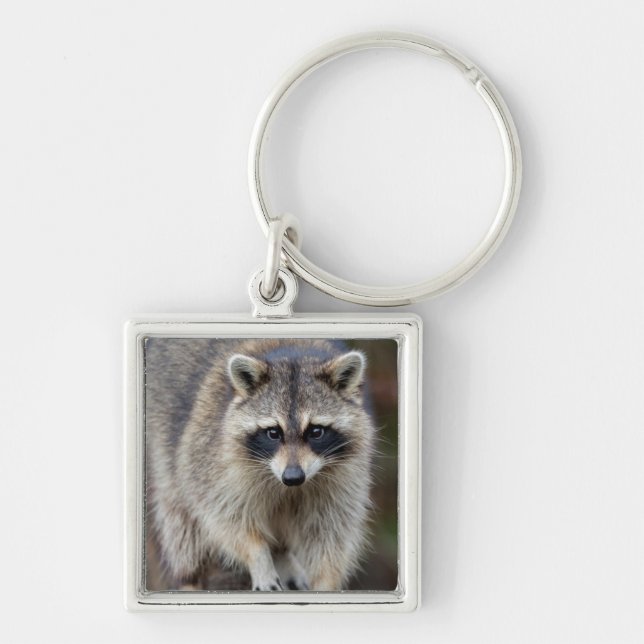 Chaveiro Guaxinim, Procyon lotor, Flórida, EUA 2 (Frente)